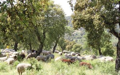 Aangrenzende natuurgebied waar soms een kudde schapen voorbij komt.